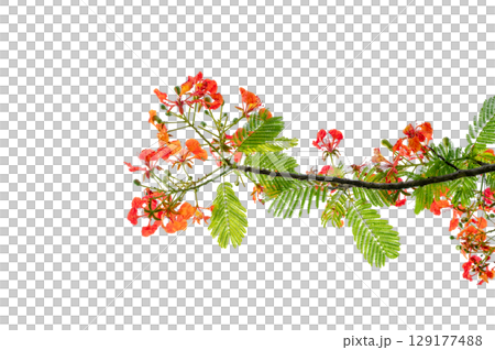 PNG of Royal Poinciana Flower Branch Red Blossoms and Green Leaves on Transparent Background. Royal Poinciana Branch with Red Blossoms and Green Leaves PNG of Royal Poinciana Flower Branch Red Blossoms and Green Leaves on Transparent Background. Royal Poinciana Branch with Red Blossoms and Green Leaves 129177488