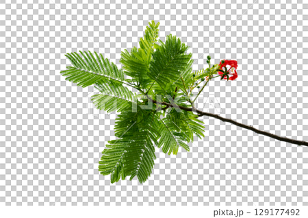 PNG of Royal Poinciana Flower Branch Red Blossoms and Green Leaves on Transparent Background. Royal Poinciana Branch with Red Blossoms and Green Leaves PNG of Royal Poinciana Flower Branch Red Blossoms and Green Leaves on Transparent Background. Royal Poinciana Branch with Red Blossoms and Green Leaves 129177492