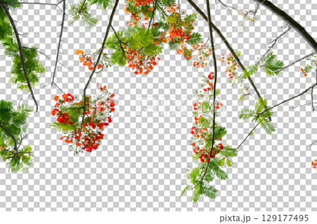 PNG of Royal Poinciana Flower Branch Red Blossoms and Green Leaves on Transparent Background. Royal Poinciana Branch with Red Blossoms and Green Leaves 129177495