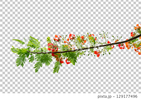 PNG of Royal Poinciana Flower Branch Red Blossoms and Green Leaves on Transparent Background. Royal Poinciana Branch with Red Blossoms and Green Leaves PNG of Royal Poinciana Flower Branch Red Blossoms and Green Leaves on Transparent Background. Royal Poinciana Branch with Red Blossoms and Green Leaves 129177496