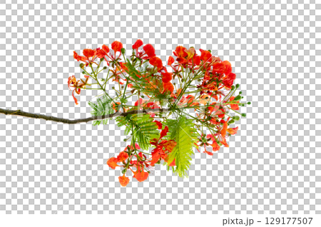 PNG of Royal Poinciana Flower Branch Red Blossoms and Green Leaves on Transparent Background. Royal Poinciana Branch with Red Blossoms and Green Leaves PNG of Royal Poinciana Flower Branch Red Blossoms and Green Leaves on Transparent Background. Royal Poinciana Branch with Red Blossoms and Green Leaves 129177507