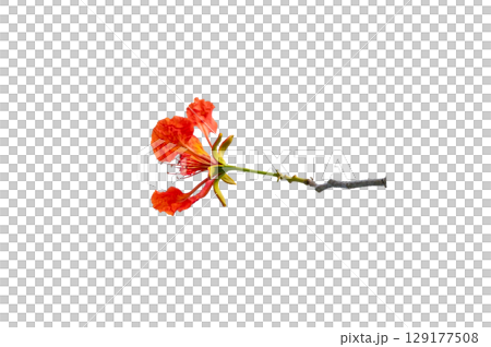 PNG of Royal Poinciana Flower Branch Red Blossoms and Green Leaves on Transparent Background. Royal Poinciana Branch with Red Blossoms and Green Leaves 129177508