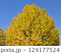 イチョウの木 イチョウの木 129177524