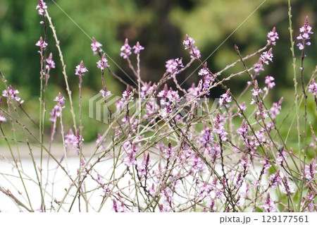 クマツヅラの花・2025年6月 129177561