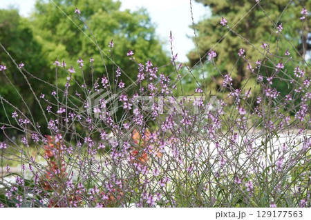 クマツヅラの花・2025年6月 129177563