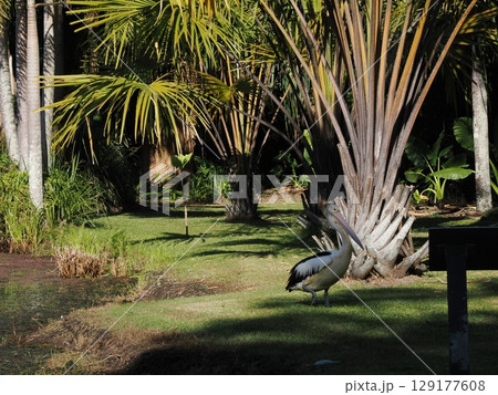 熱帯の静寂に浮かぶ白き巨鳥 ― ケアンズ雨林のペリカンと水の詩 熱帯の静寂に浮かぶ白き巨鳥 ― ケアンズ雨林のペリカンと水の詩 129177608