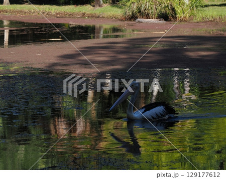 静水に映る白き航跡 ― ケアンズ熱帯のペリカンと緑の余韻 静水に映る白き航跡 ― ケアンズ熱帯のペリカンと緑の余韻 129177612