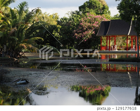 静寂の水辺に佇む白き旅人 ― ケアンズ熱帯雨林の東屋とペリカン 129177618