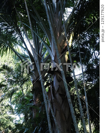 緑の回廊 ― ケアンズ熱帯雨林ボードウォークの静寂と光 129177620