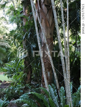 緑の回廊 ― ケアンズ熱帯雨林ボードウォークの静寂と光 129177621