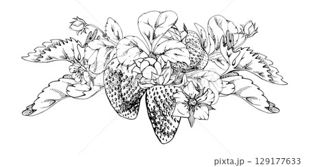 Strawberry berries growing with leaves tendrils hand drawn in vector ink, ripe forest garden harvest. Isolated botanical illustration garland. Dessert menu, food packaging, farmers market, cosmetics Strawberry berries growing with leaves tendrils hand drawn in vector ink, ripe forest garden harvest. Isolated botanical illustration garland. Dessert menu, food packaging, farmers market, cosmetics 129177633