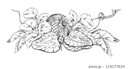 Strawberry berries full and cut in half with leaves tendrils hand drawn in vector ink, ripe forest garden harvest, heap group. Isolated botanical illustration. Dessert menu, grocery, farmers market Strawberry berries full and cut in half with leaves tendrils hand drawn in vector ink, ripe forest garden harvest, heap group. Isolated botanical illustration. Dessert menu, grocery, farmers market 129177634