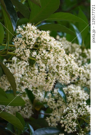 サンゴジュの花・2025年6月 サンゴジュの花・2025年6月 129177721