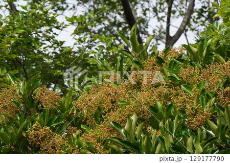 サンゴジュの実・2025年6月 129177790