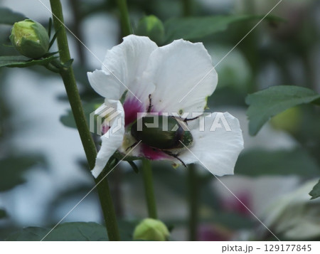 夏の庭の白い芙蓉と緑のコガネムシの出会い 129177845