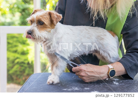 Jack Russell dog with tongue out is standing on a grooming table. 129177852