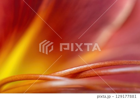 Abstract floral detail of a Hemerocallis Crimson Pirate flower 129177881