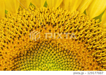 Focused macro photo of sunflower stubble lined with stamens and pistils. 129177887