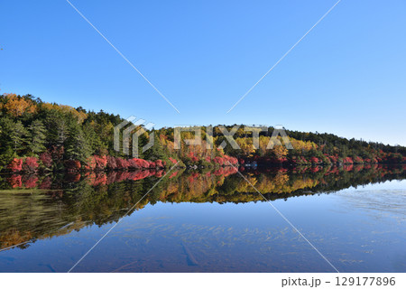 錦秋の白駒池　水鏡に映る紅葉 129177896