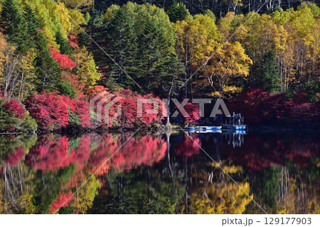 錦秋の白駒池　水鏡に映る紅葉 129177903
