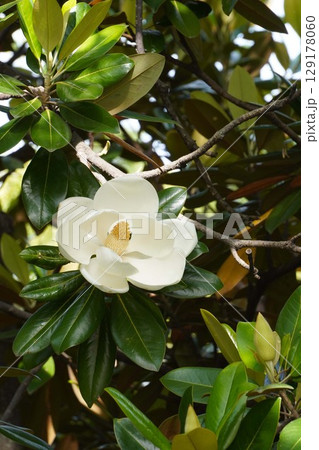 タイサンボクの花・2025年6月 タイサンボクの花・2025年6月 129178060