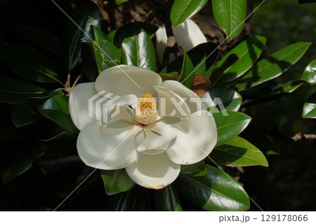 タイサンボクの花・2025年6月 タイサンボクの花・2025年6月 129178066