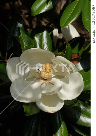 タイサンボクの花・2025年6月 タイサンボクの花・2025年6月 129178067