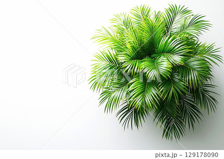 Sustainable lifestyle content. Potted palm tree with wide, green leaves on a white background. Top view. Palm tree with fleshy leaves. Sustainable lifestyle content. Potted palm tree with wide, green leaves on a white background. Top view. Palm tree with fleshy leaves. 129178090