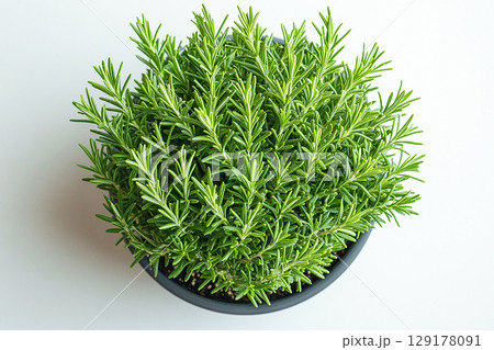 Potted rosemary plant with needle-like leaves on a white background. Herb in pot. 129178091