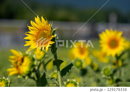 日本の岡山県真庭市の蒜山高原で見たヒマワリ 129178338