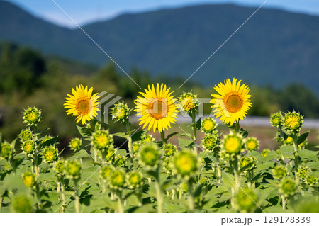 日本の岡山県真庭市の蒜山高原で見たヒマワリ 129178339