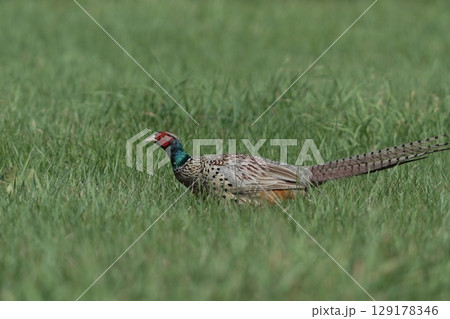 草原を歩くコウライキジ 129178346