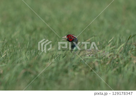 草原に降りてエサを探すコウライキジ 129178347
