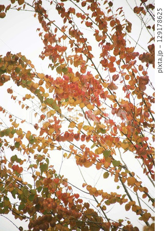 カツラの紅葉 カツラの紅葉 129178625