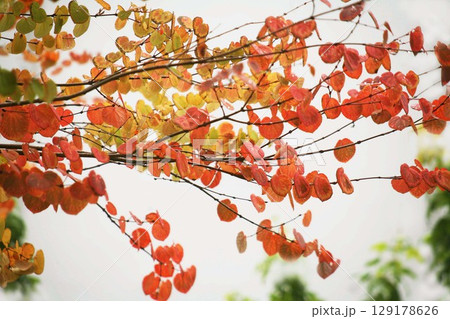 カツラの紅葉 カツラの紅葉 129178626