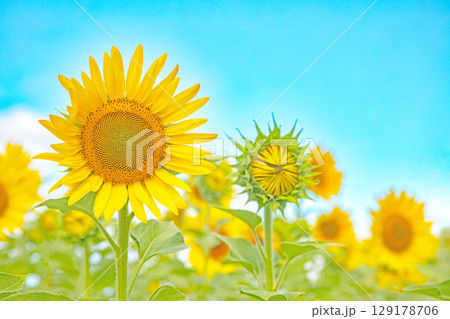 家の周りの草花　四季の色々　農園の花畑に美しい大輪のヒマワリの花が青空に向かって咲いています 129178706