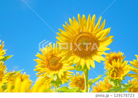 家の周りの草花　四季の色々　農園の花畑に美しい大輪のヒマワリの花が青空に向かって咲いています 129178723