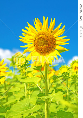 家の周りの草花 四季の色々 農園の花畑に美しい大輪のヒマワリの花が青空に向かって咲いています 家の周りの草花 四季の色々 農園の花畑に美しい大輪のヒマワリの花が青空に向かって咲いています 129178732