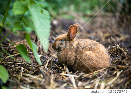 Cute brown rabbit sitting on green grass and eating fresh grass in summer garden 129178741