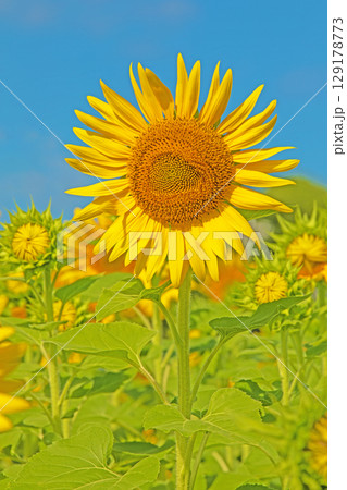 家の周りの草花　四季の色々　農園の花畑に美しい大輪のヒマワリの花が青空に向かって咲いています 129178773