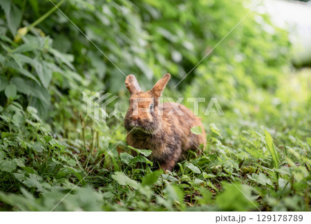 Cute brown rabbit sitting on green grass and eating fresh grass in summer garden 129178789