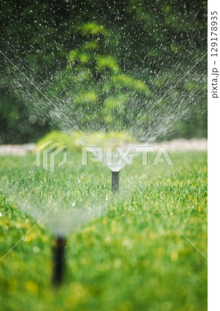 Active sprinkler irrigating green lawn with fine water spray, part of an efficient garden watering system on a sunny day 129178935