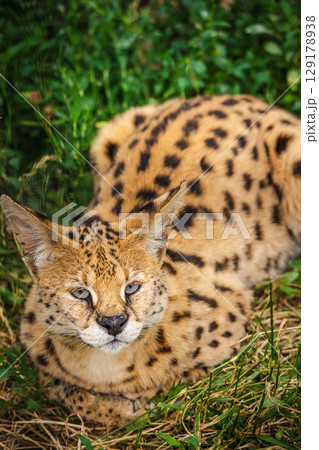 Spotted African serval cat resting calmly in the grass, looking forward with a relaxed and observant expression Spotted African serval cat resting calmly in the grass, looking forward with a relaxed and observant expression 129178938