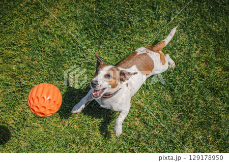 Playful Jack Russell Terrier chases an orange ball with enthusiasm on a sunny grassy lawn during an energetic game. 129178950