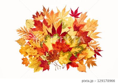 Autumn leaves on white isolated background Autumn leaves on white isolated background 129178966