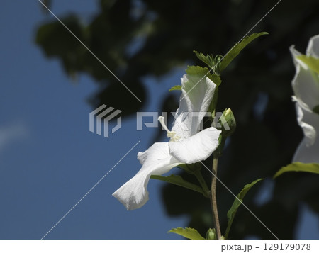 青空を背景に凛と咲く白い木槿の花 青空を背景に凛と咲く白い木槿の花 129179078