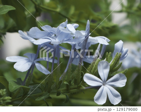 薄水色の花を咲かせるルリマツリの涼やかな姿 129179080
