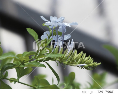 清涼感あふれるルリマツリの薄水色の花と蕾 清涼感あふれるルリマツリの薄水色の花と蕾 129179081