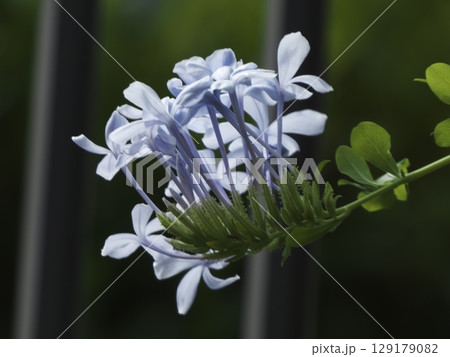 薄水色の花房を優雅に垂らすルリマツリ 129179082