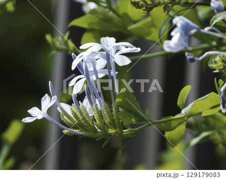 初夏の陽光にきらめくルリマツリの薄青い花 初夏の陽光にきらめくルリマツリの薄青い花 129179083